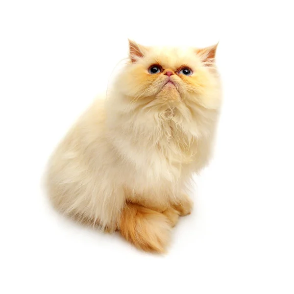 Güzel Farsça kedi — Stok fotoğraf