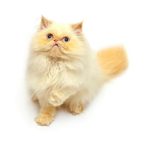 Красивый персидский котёнок — стоковое фото