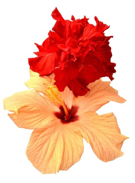 Gula och röda hibiskus blommor — Stockfoto