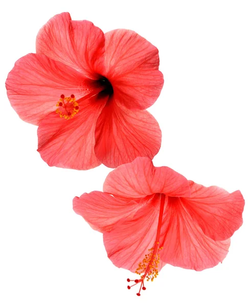 Twee roze hibiscus — Stockfoto