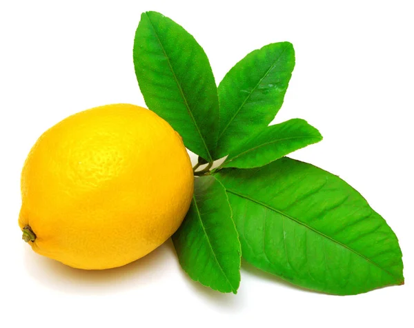 Limón maduro con hojas verdes —  Fotos de Stock