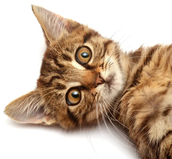 Zabawny kotek paski — Zdjęcie stockowe