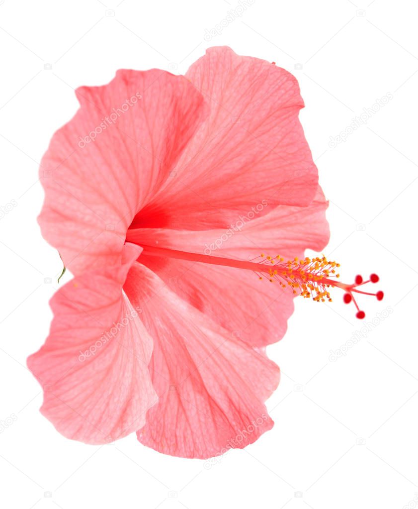 pink Hibiscus flower 