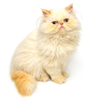 discontentedly kameraya bakan Farsça kedi yavrusu