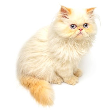 Mavi gözlü güzel Farsça kedi yavrusu