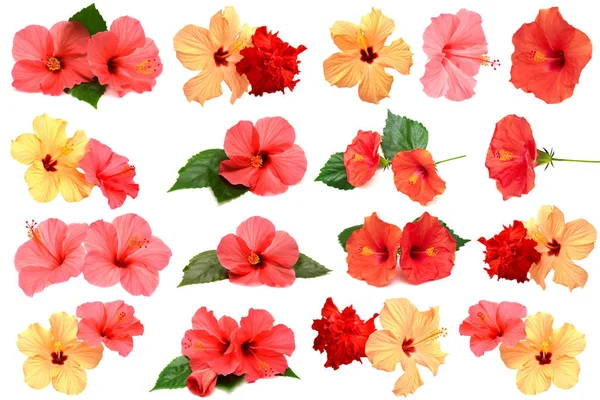 Sammlung farbiger Hibiskusblüten mit isolierten Blättern — Stockfoto
