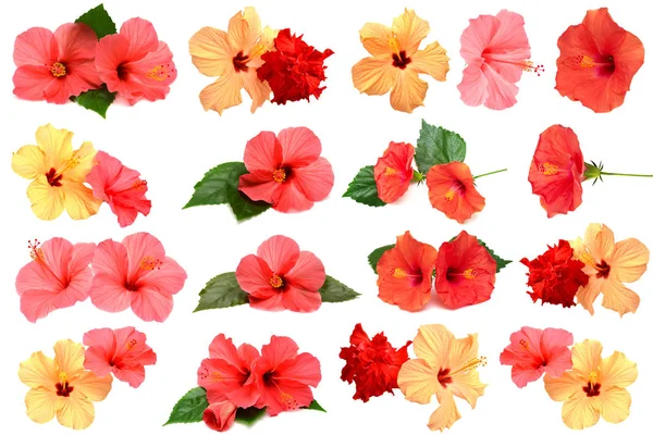 Colección de flores de hibisco de color con hojas aisladas en w —  Fotos de Stock