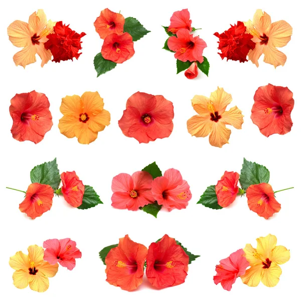 Sammlung farbiger Hibiskusblüten — Stockfoto