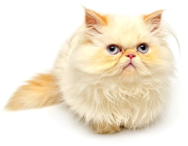 Красивый персидский котенок с голубыми глазами — стоковое фото
