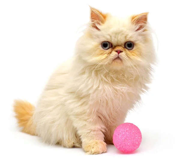 Beautiful persian kitten with pink ball — Stock Photo, Image