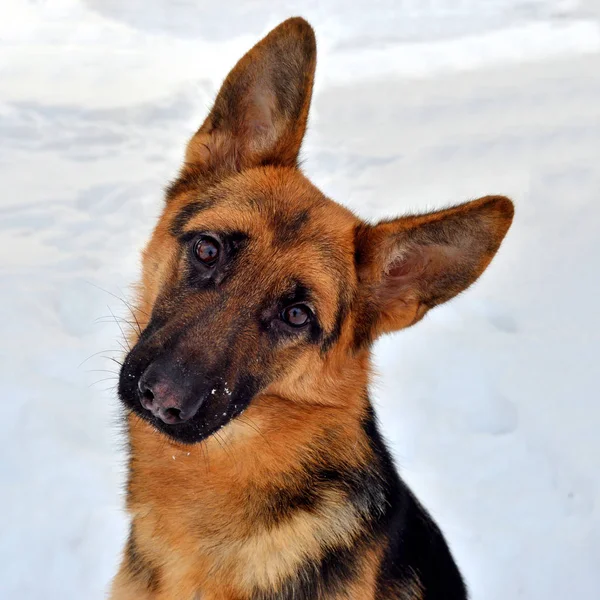 German Shepherd at winter sunny day — Stock Photo, Image