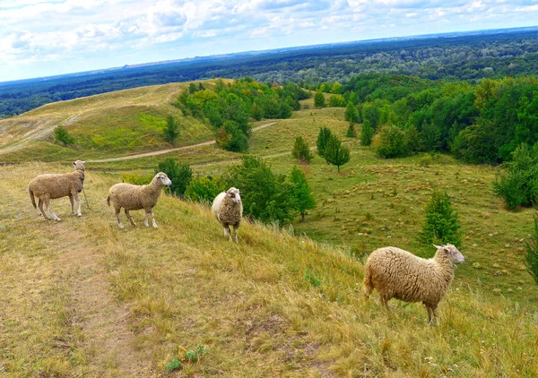 Вівці пасуться в пасовищі — стокове фото