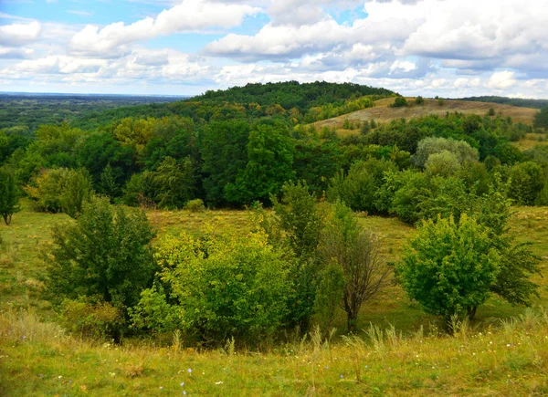 Пейзаж луків з лісом — стокове фото