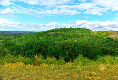 manzara orman ile çayır