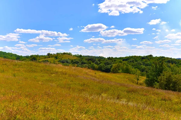 Weidelandschaft mit Wald — Stockfoto