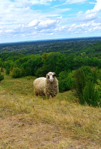 Sheep grazing in pasture — Stock Photo, Image