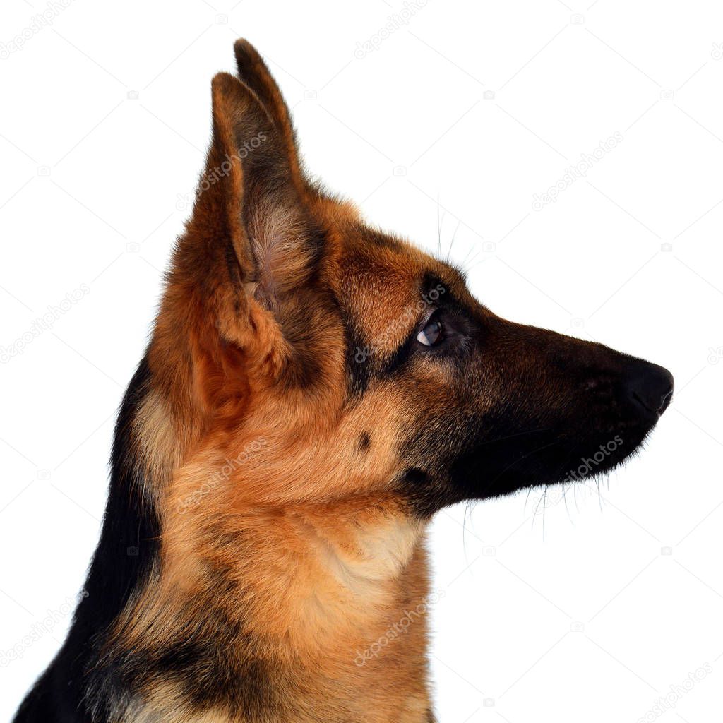 Fluffy German shepherd  looking to right  