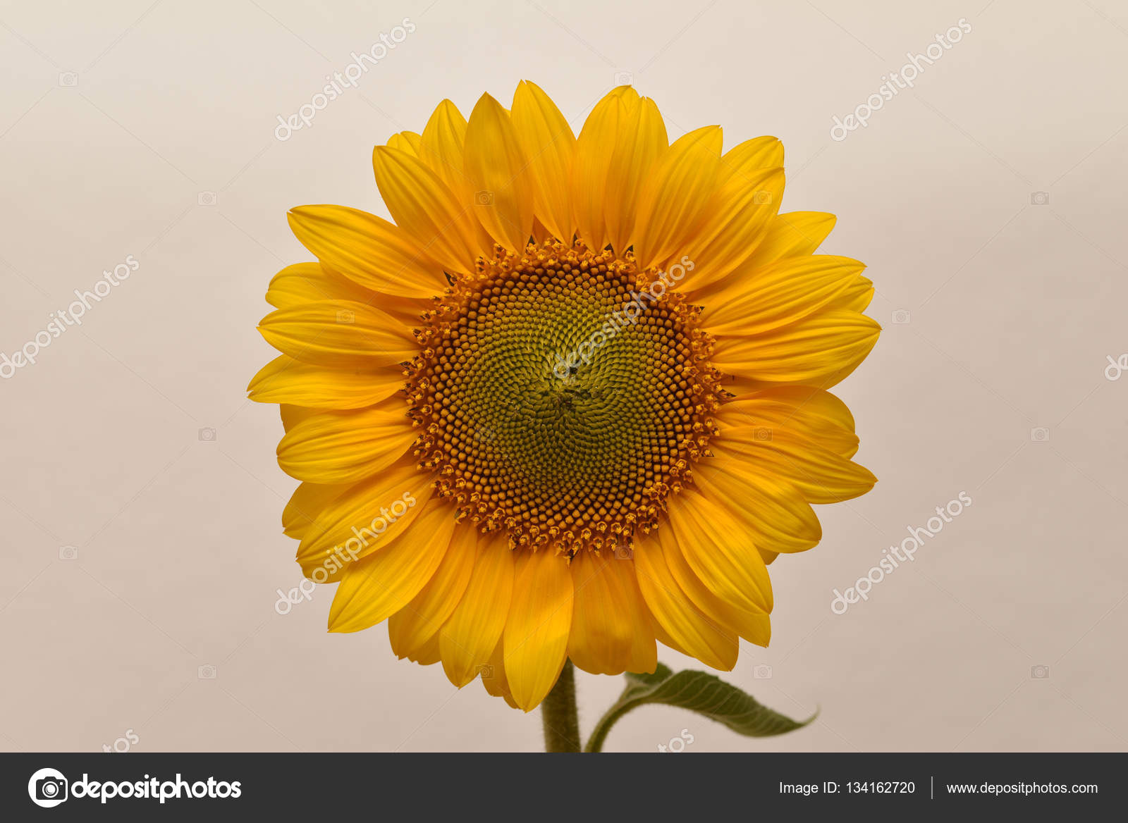 해바라기 잎의 오렌지 꽃 — 스톡 사진 © Ian_2010 #134162720 해바라기 잎의 오렌지 꽃