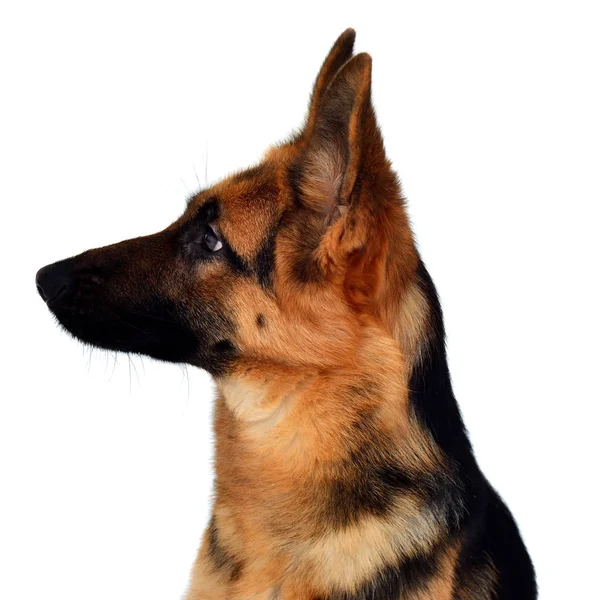 Flauschiger Schäferhund schaut nach links — Stockfoto