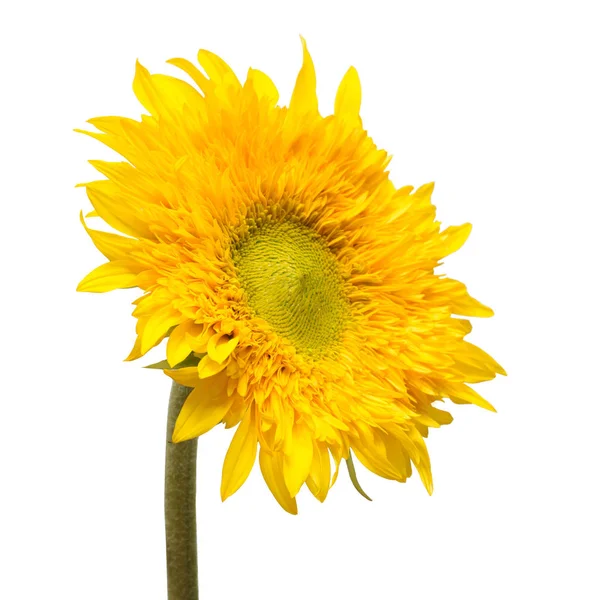 Bunga kuning bunga matahari — Stok Foto