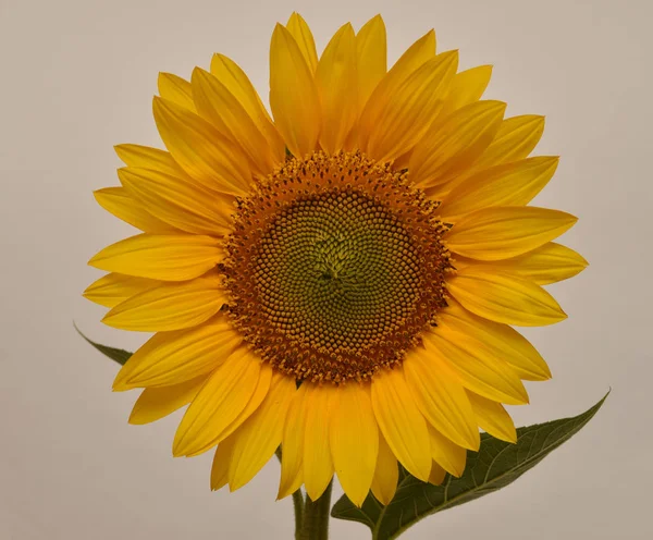 Ayçiçeği yeşil yaprakları ile portakal çiçeği