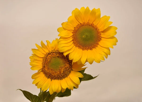 Buket turuncu ayçiçeği 