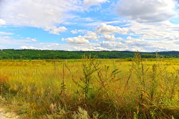 Sommerlandschaft aus Grasland — Stockfoto