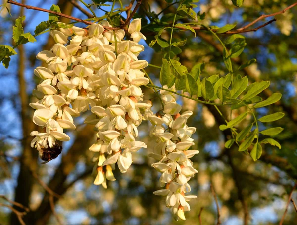 Bellissimi fiori in fiore di acacia — Foto Stock