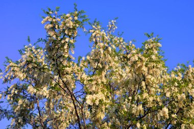 Güzel çiçekli akasya ağacı