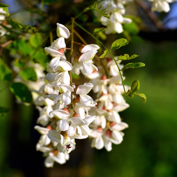 Beautiful flowers blooming acacia — Stock Photo, Image