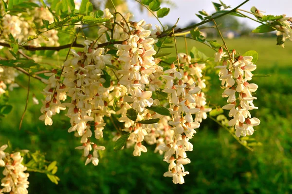 Mooie bloemen bloeien acacia — Stockfoto