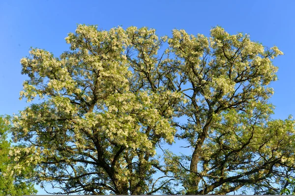 Bellissimo albero di acacia fiorito — Foto Stock