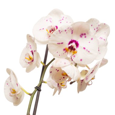 Orkide çiçek şube
