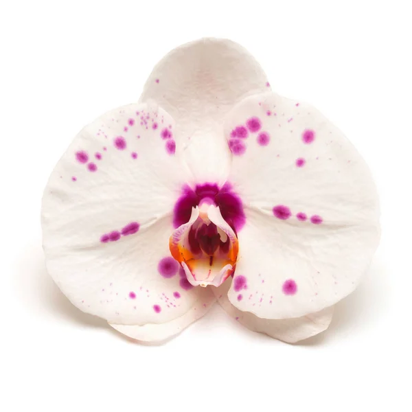 Beautiful orchid flower — Stock Photo, Image