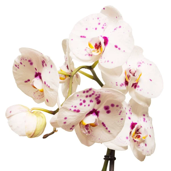 Branch of orchid flowers — Stock Photo, Image