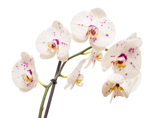 Гілка орхідей з квітів — стокове фото