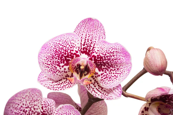 Branch of orchid flowers — Stock Photo, Image