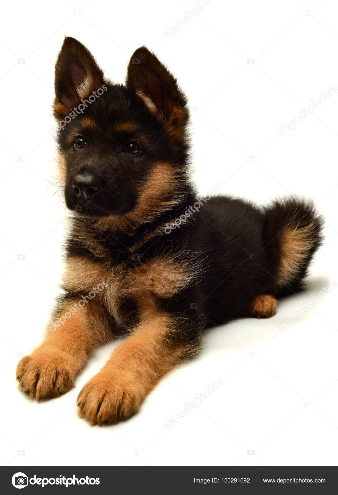 Chiot Mignon Berger Allemand Photographie Ian2010