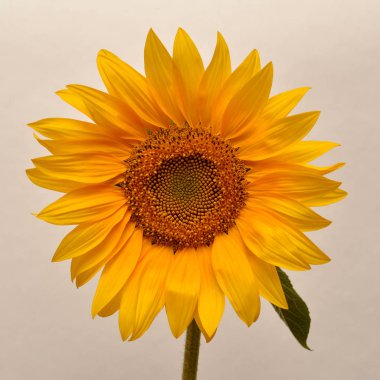 Güzel Sarı Ayçiçeği 