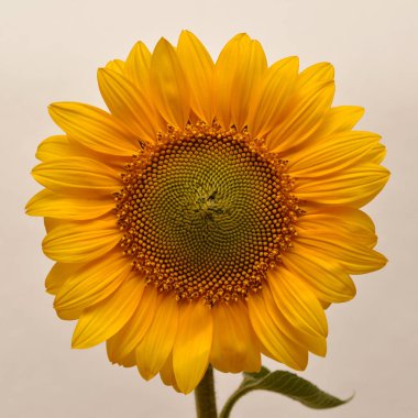 Güzel Sarı Ayçiçeği 