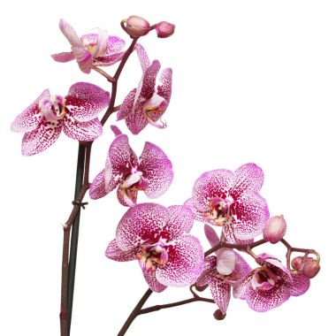 Branches of orchid flowers clipart