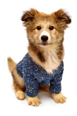 kazaklı şirin köpek yavrusu 