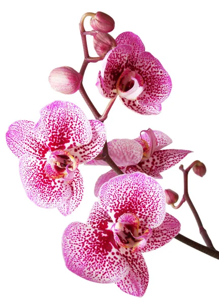 Tak van orchideebloemen — Stockfoto