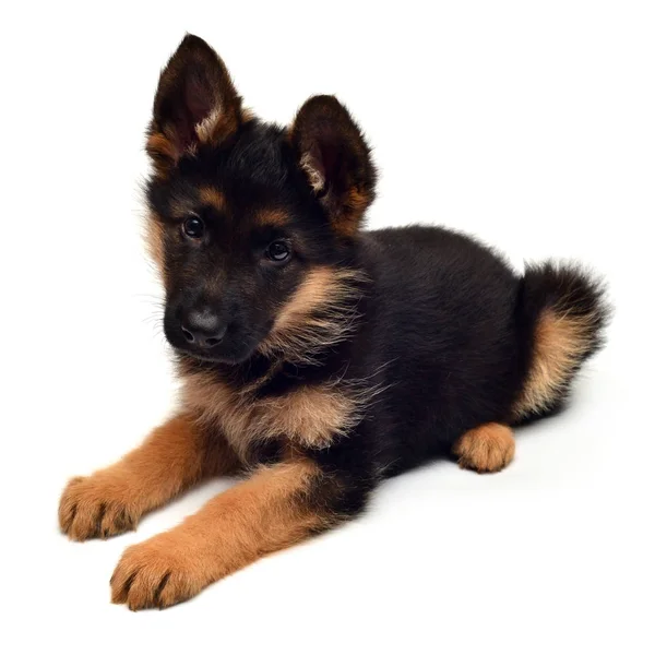 Cutest puppy german shepherd | Cute German shepherd puppy — Stock Photo © Ian_2010 #150406864