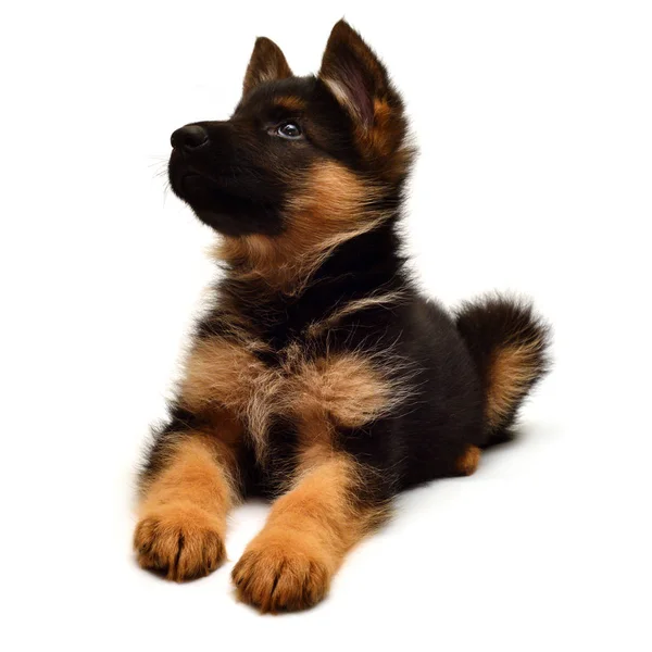 Cute German shepherd puppy — Stock Photo, Image