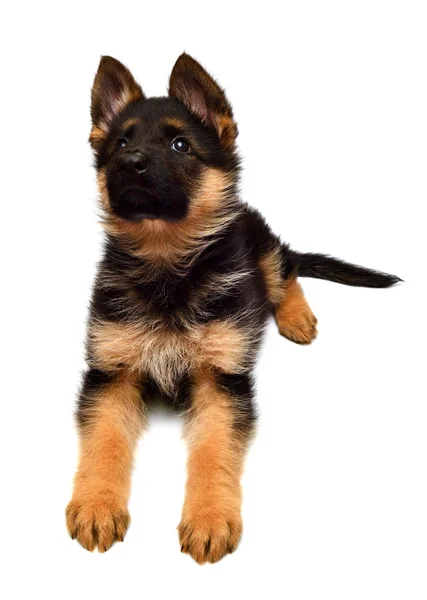 Cute German shepherd puppy — Stock Photo, Image