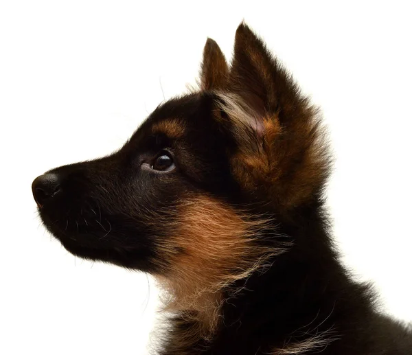 Cute German shepherd puppy — Stock Photo, Image