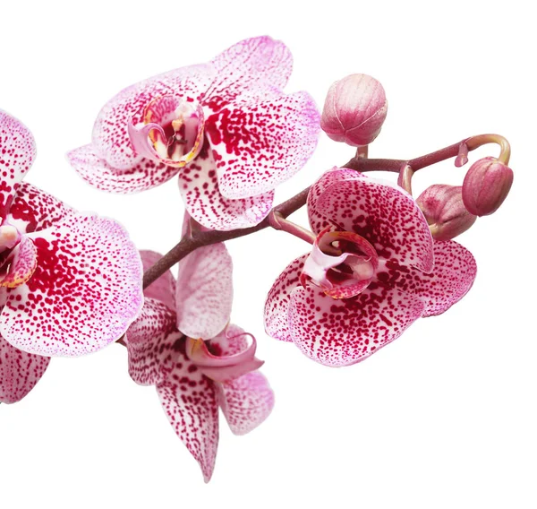 Branch of orchid flowers — Stock Photo, Image
