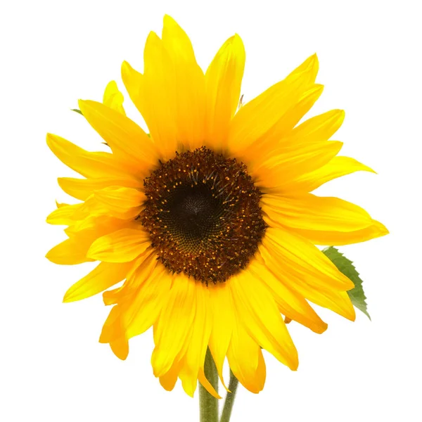 stock image beautiful yellow sunflower 