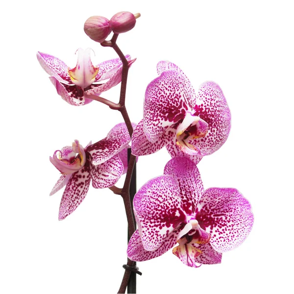 Branch of orchid flowers — Stock Photo, Image